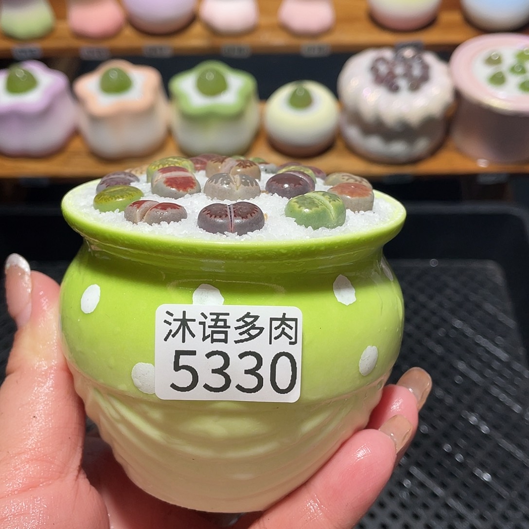 带盆土植物 一物一拍5330