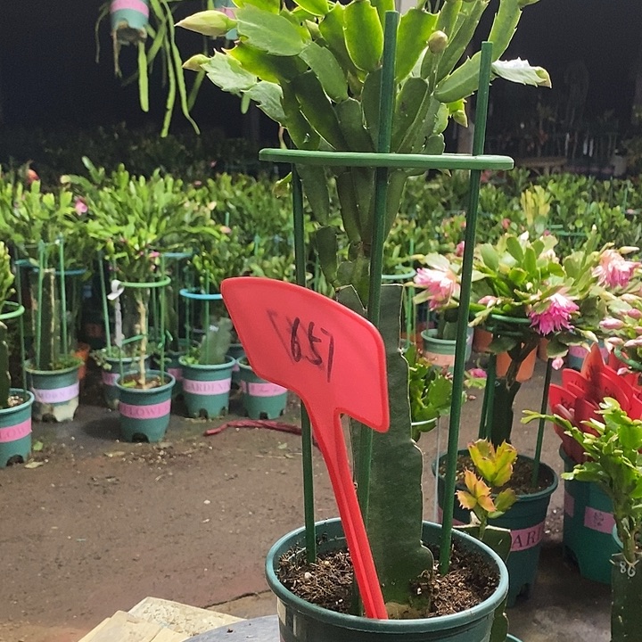 荷花仙子原盆发顺丰657