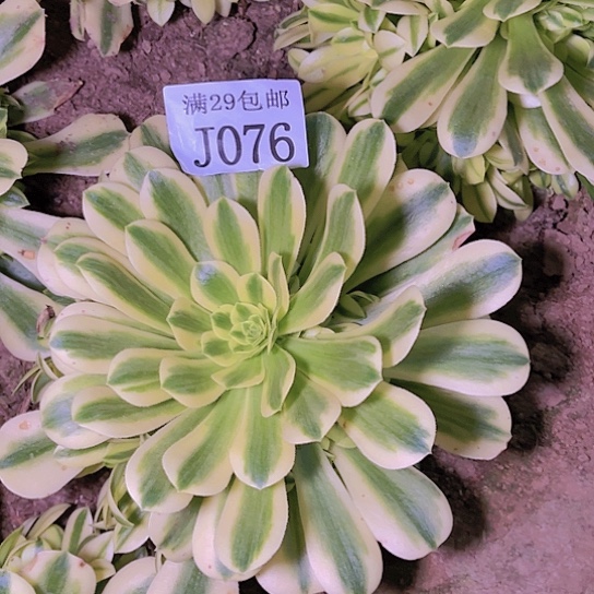 076金丝翡翠多肉植物