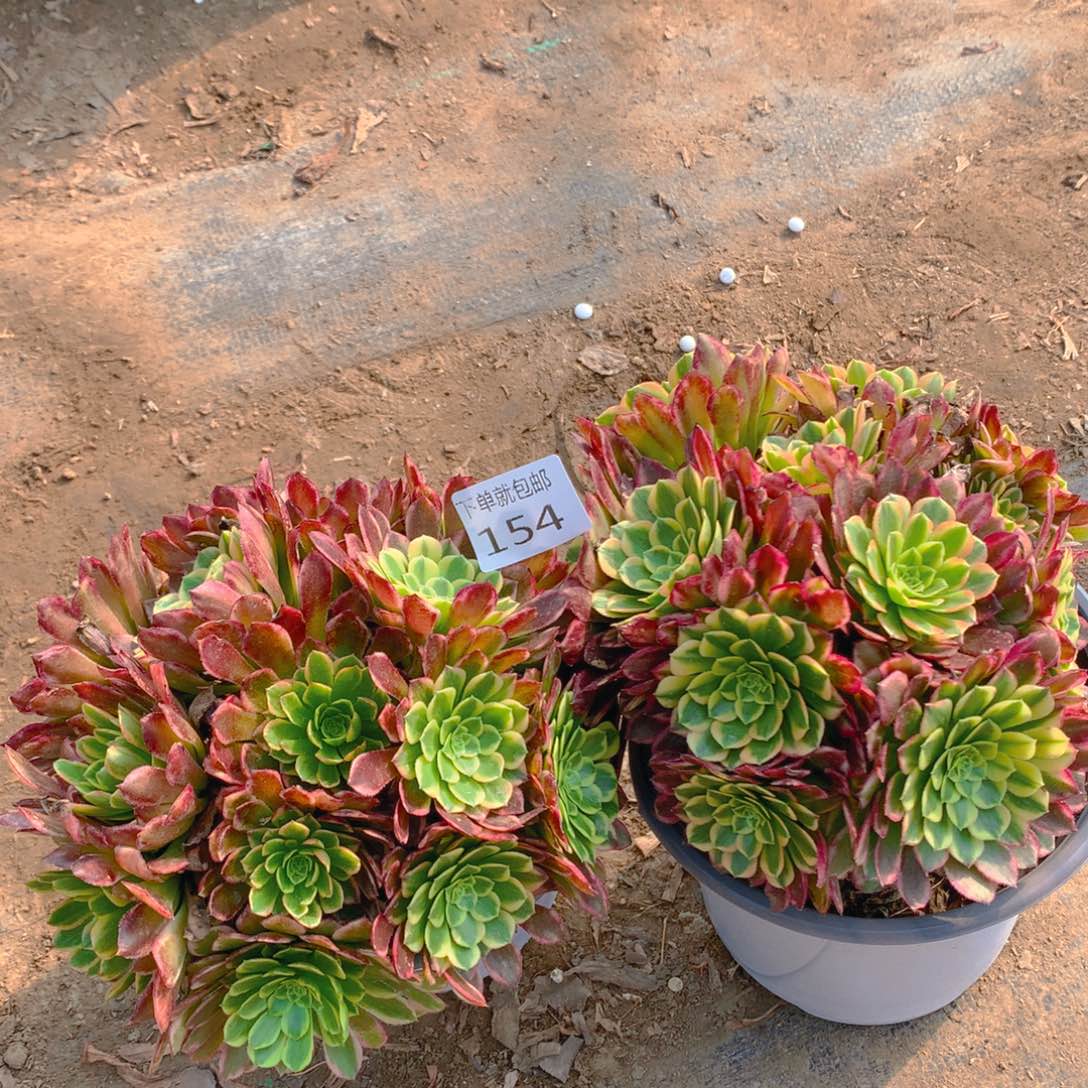 154法师组合老桩多肉