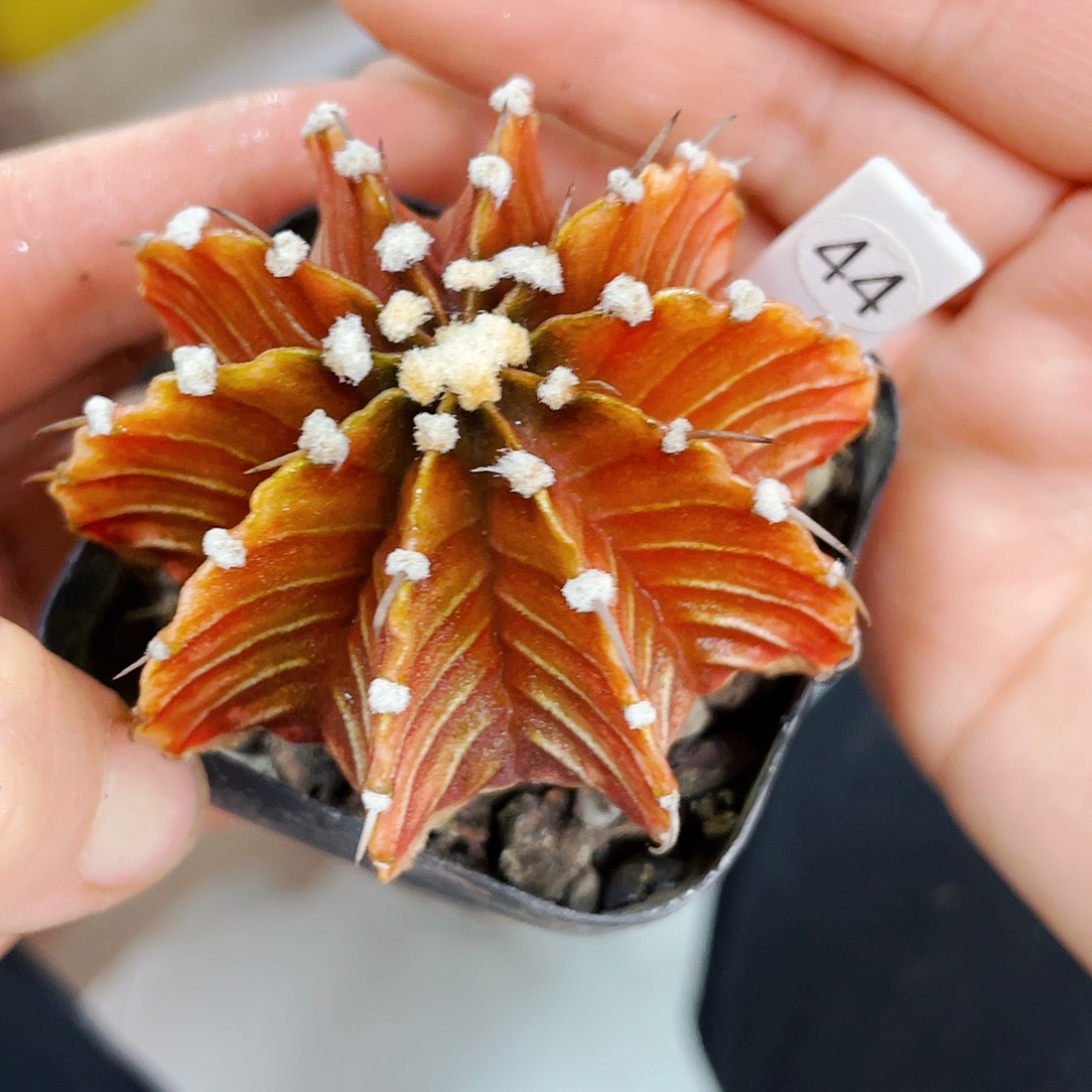 非偏远地区满25包邮仙人球