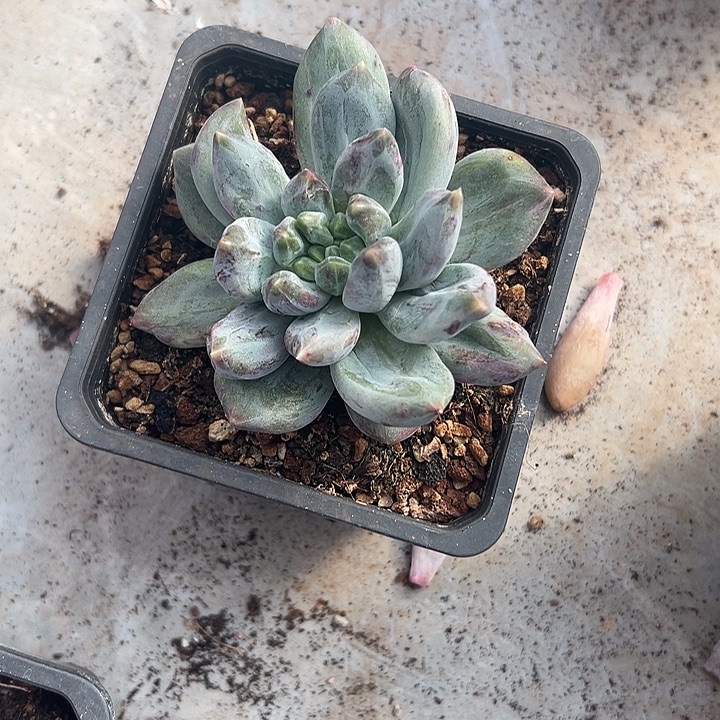 重楼石化锦单头多肉