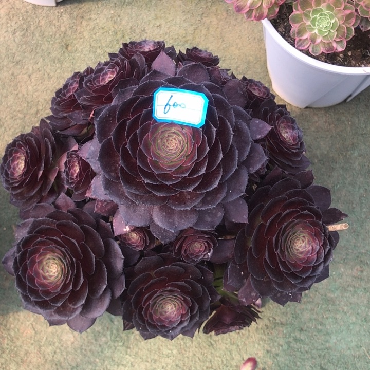 600黑美人多肉法师