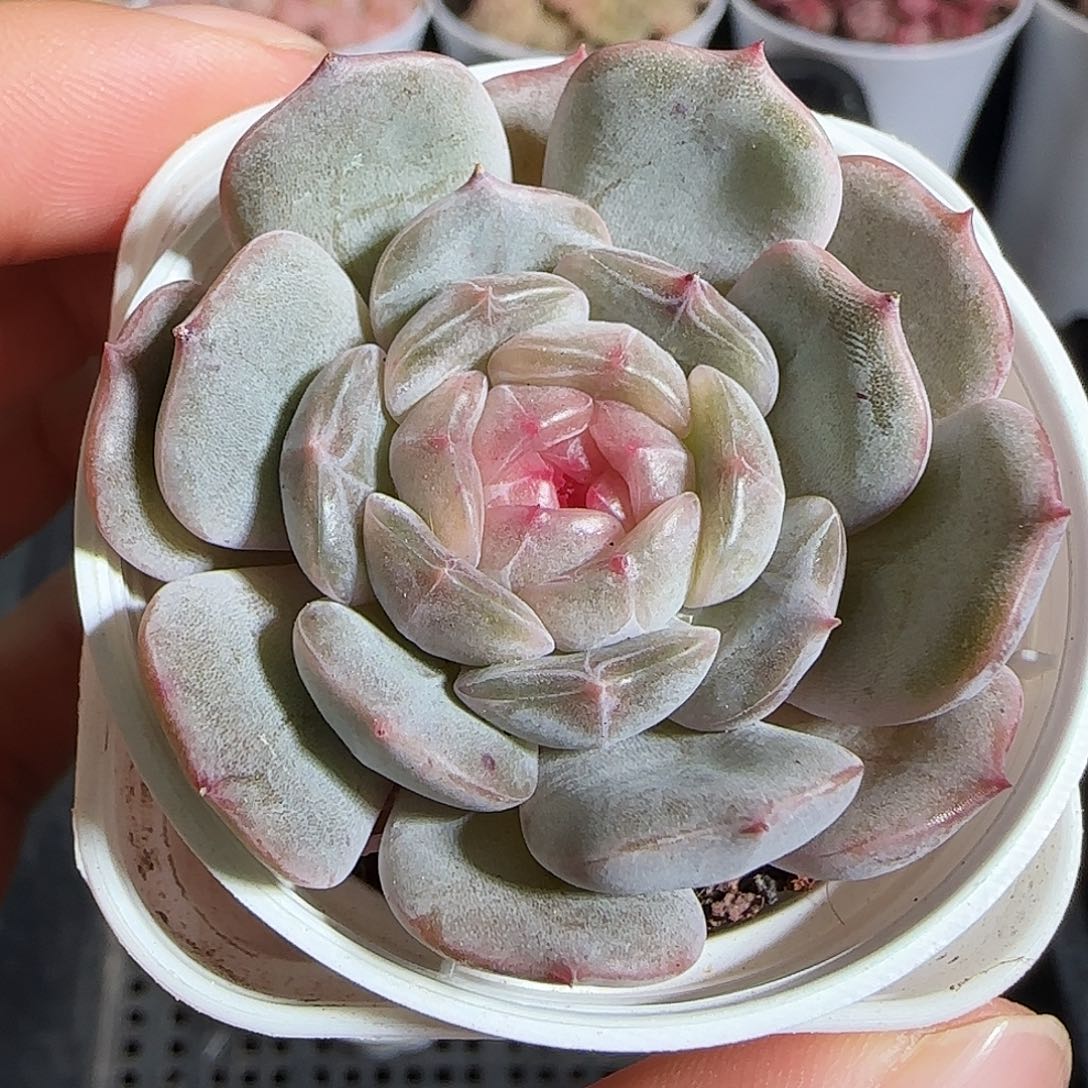 多肉1220-111白恋