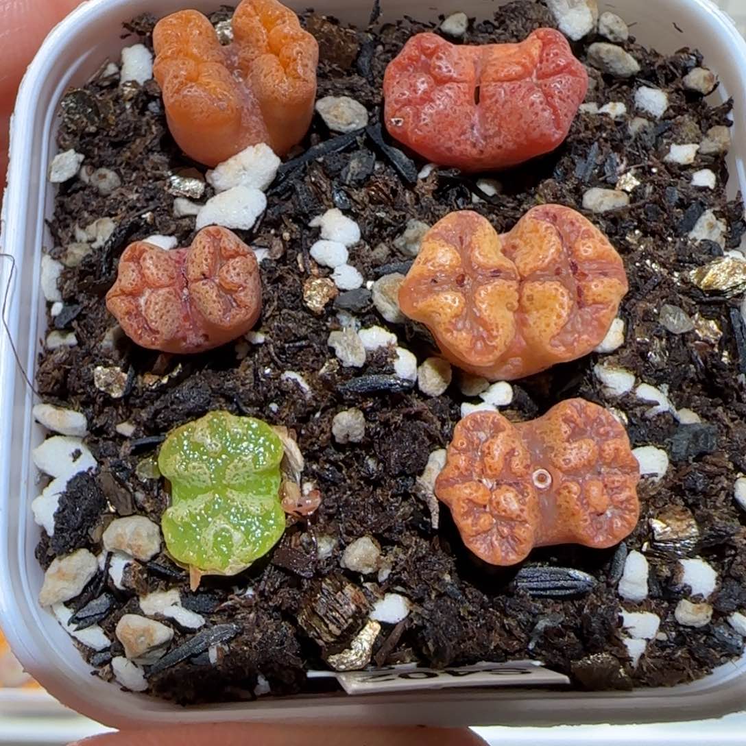 肉锥多肉植物百科-蝴蝶一盆443