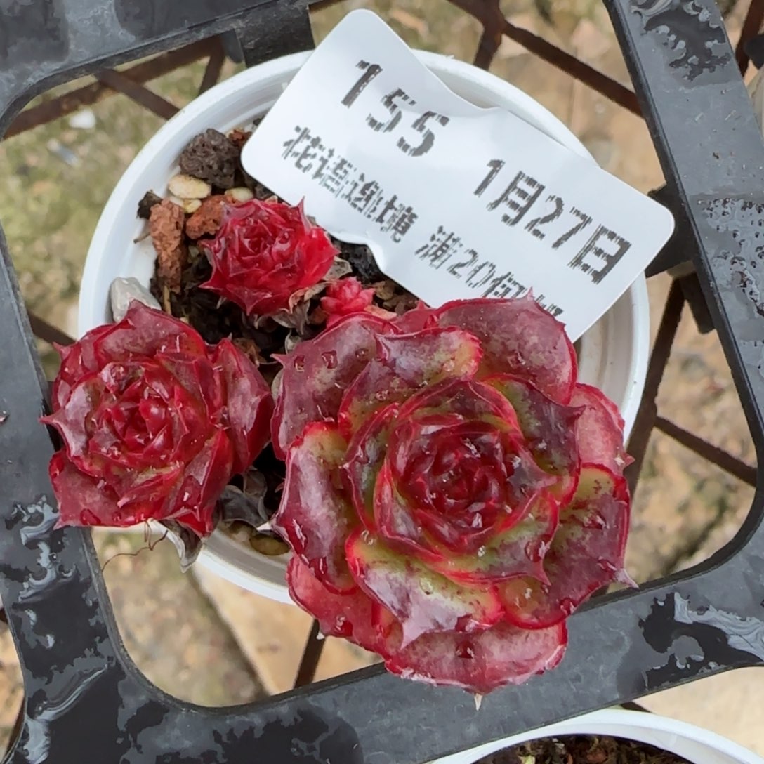 花语逸镜0127-155