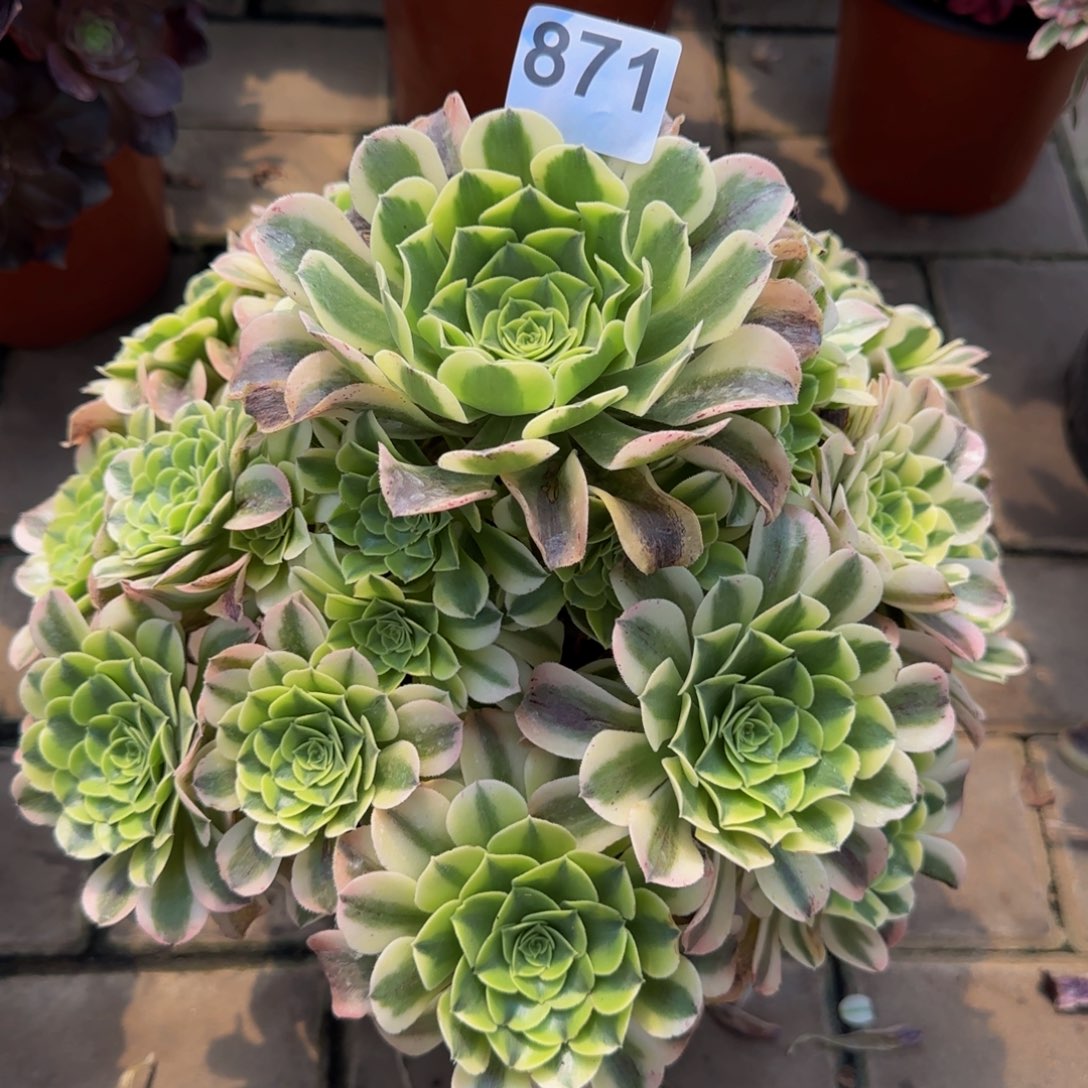 绿豆沙871           