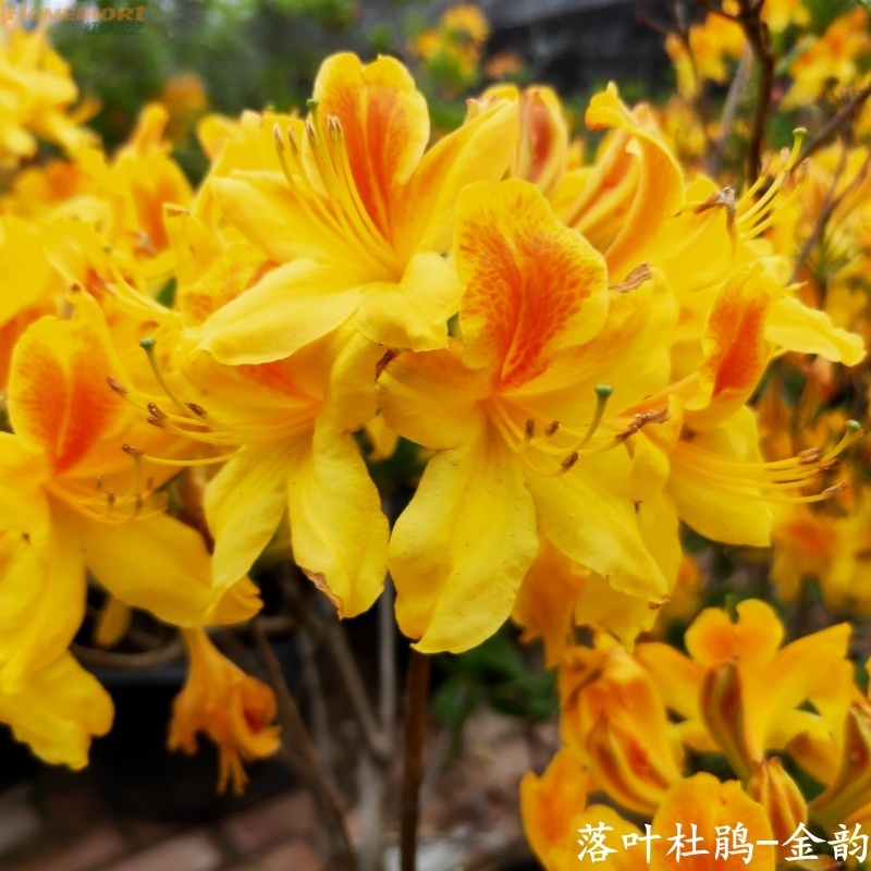 红梅园艺双旦福利落叶杜鹃小苗-金韵皮实好养新手必入
