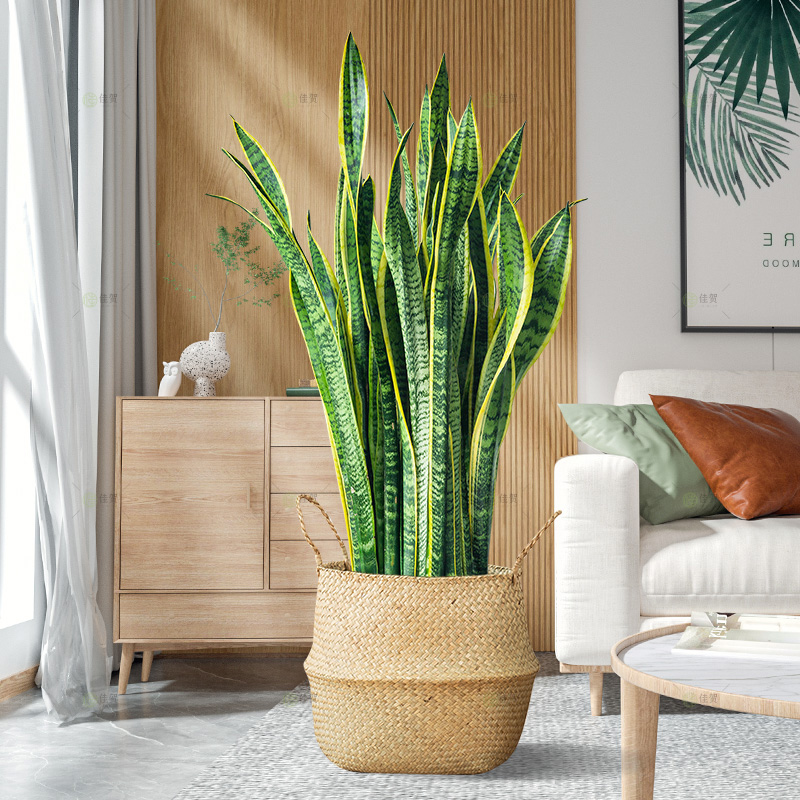 金边虎皮兰盆栽花卉多肉水培植物绿植室内吸办公室四季常青虎尾兰
