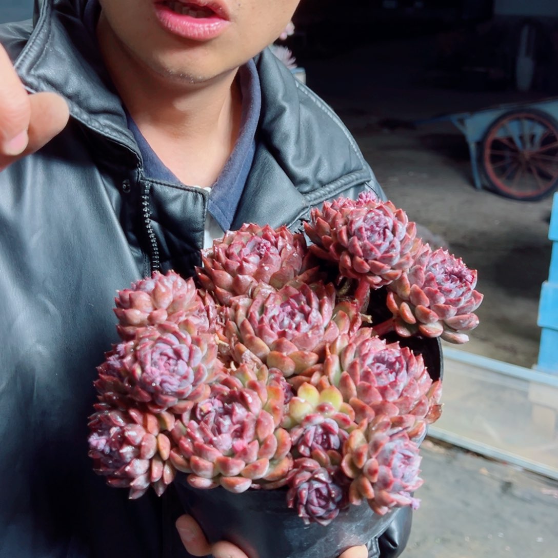 蓝宝石多肉植物000000