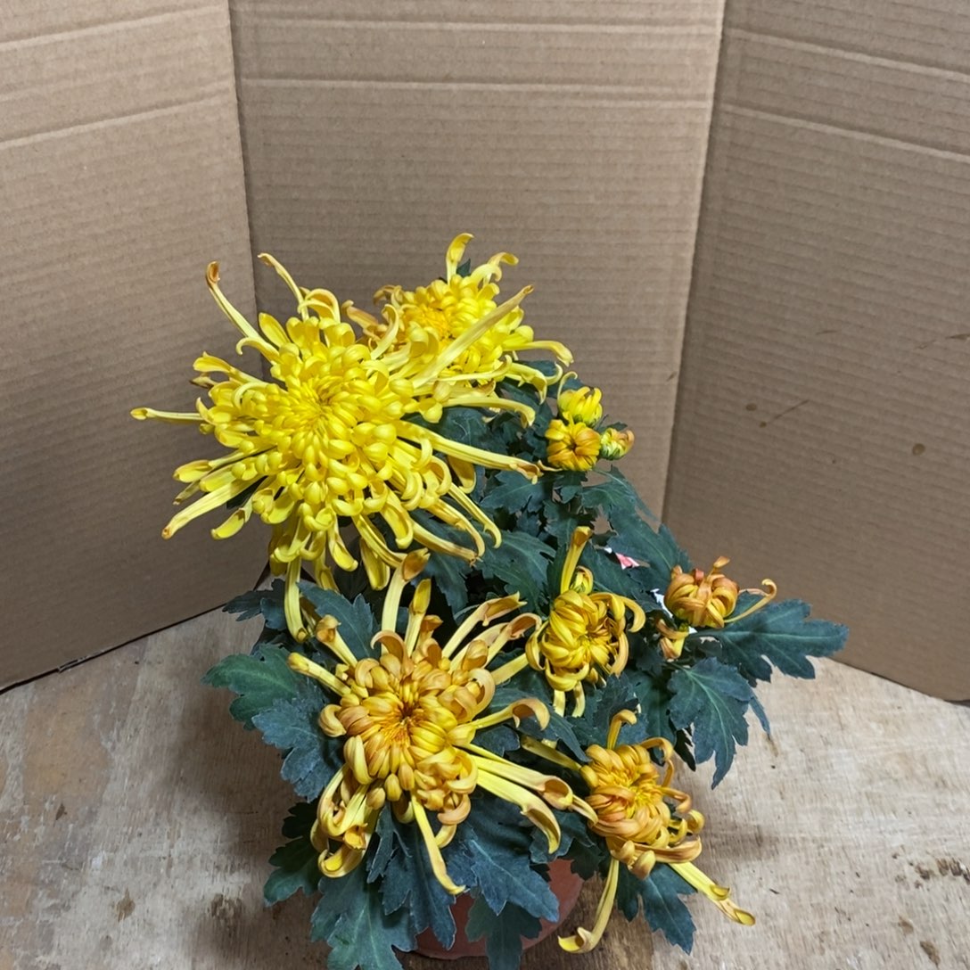 完全开放000000287