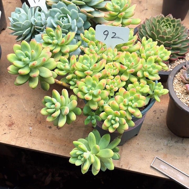 多肉植物，香格里拉92号