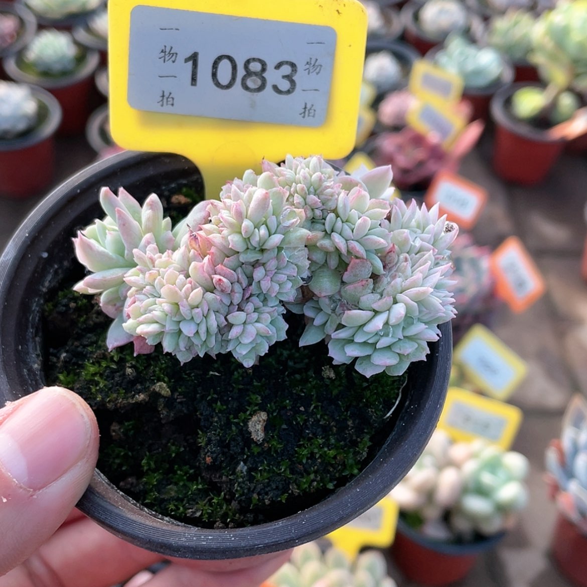 【闪购商品】1083号