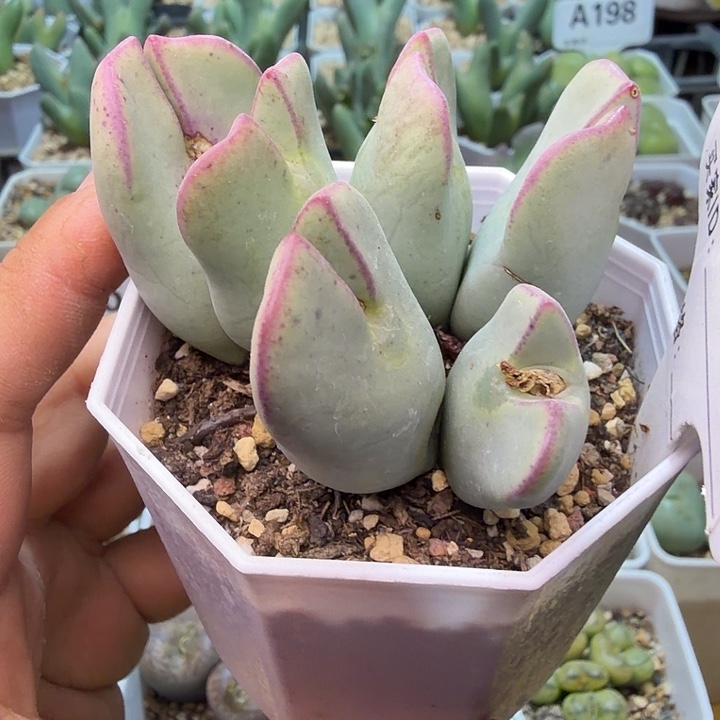 211。满38包邮肉锥