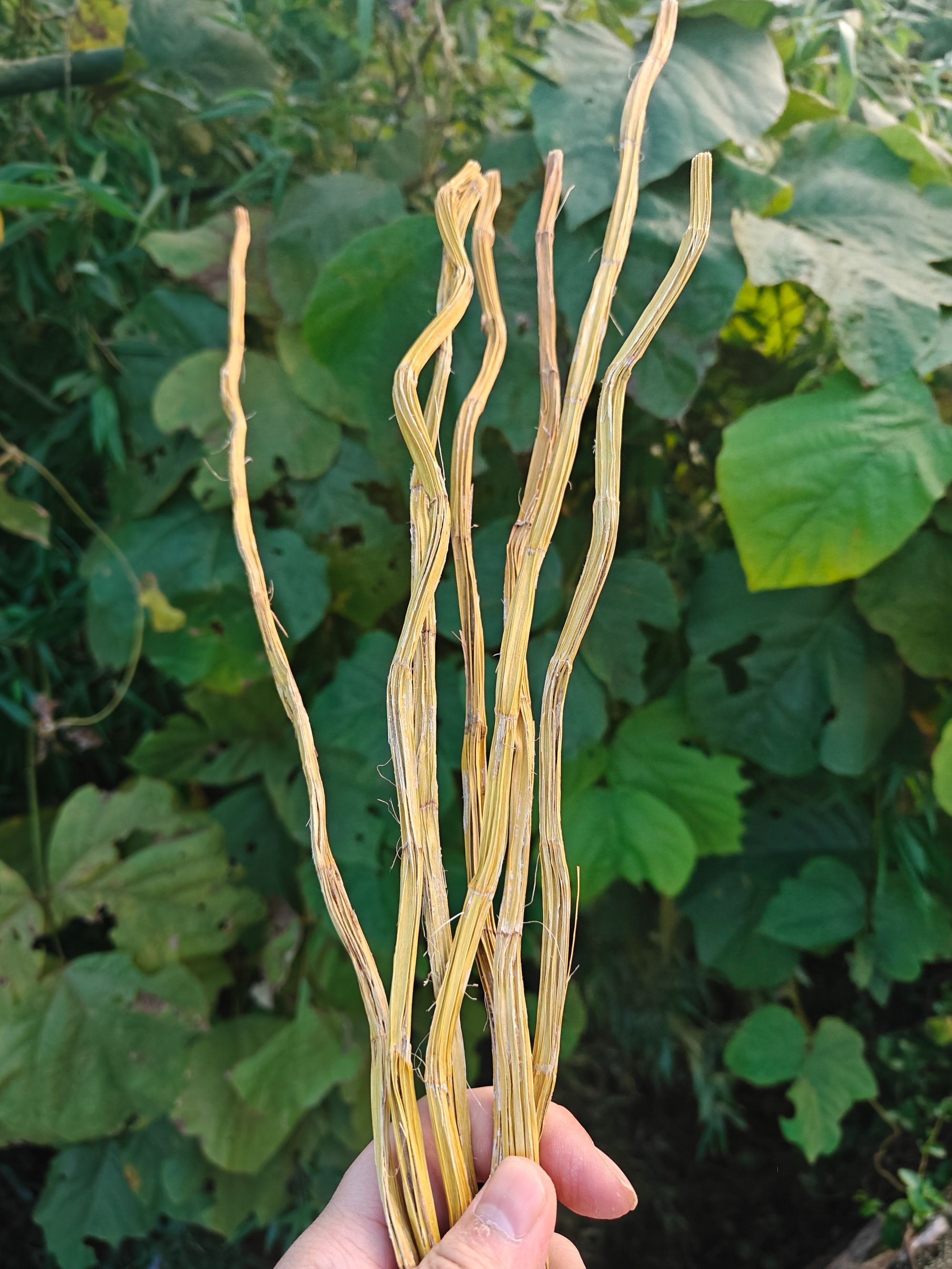 龙腾专属-黄金石斛