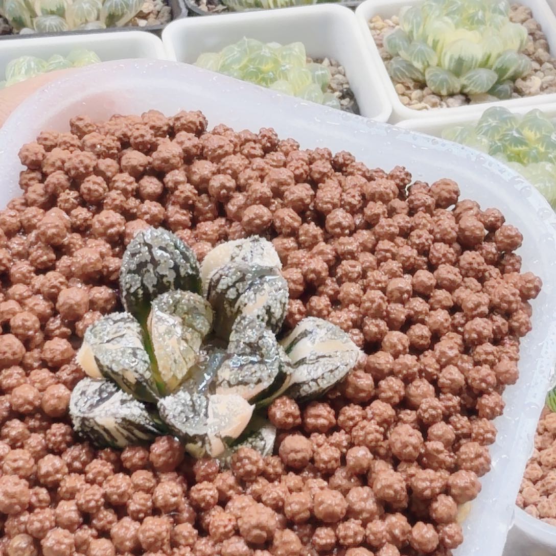 无花朵十二卷魔多锦福利