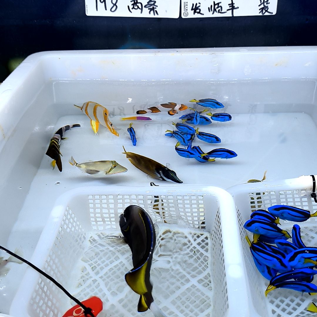 海水鱼五彩吊10+/5-52-66