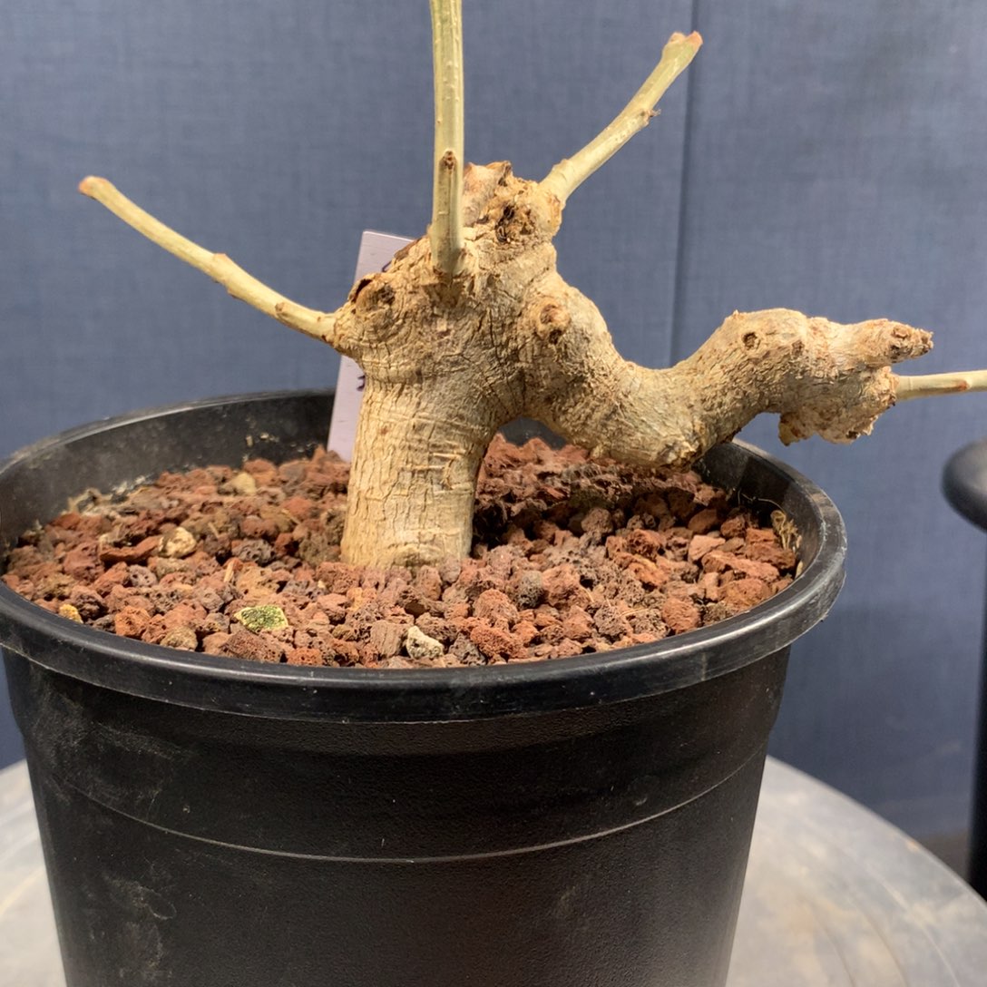 白皮地丁产地带盆发货