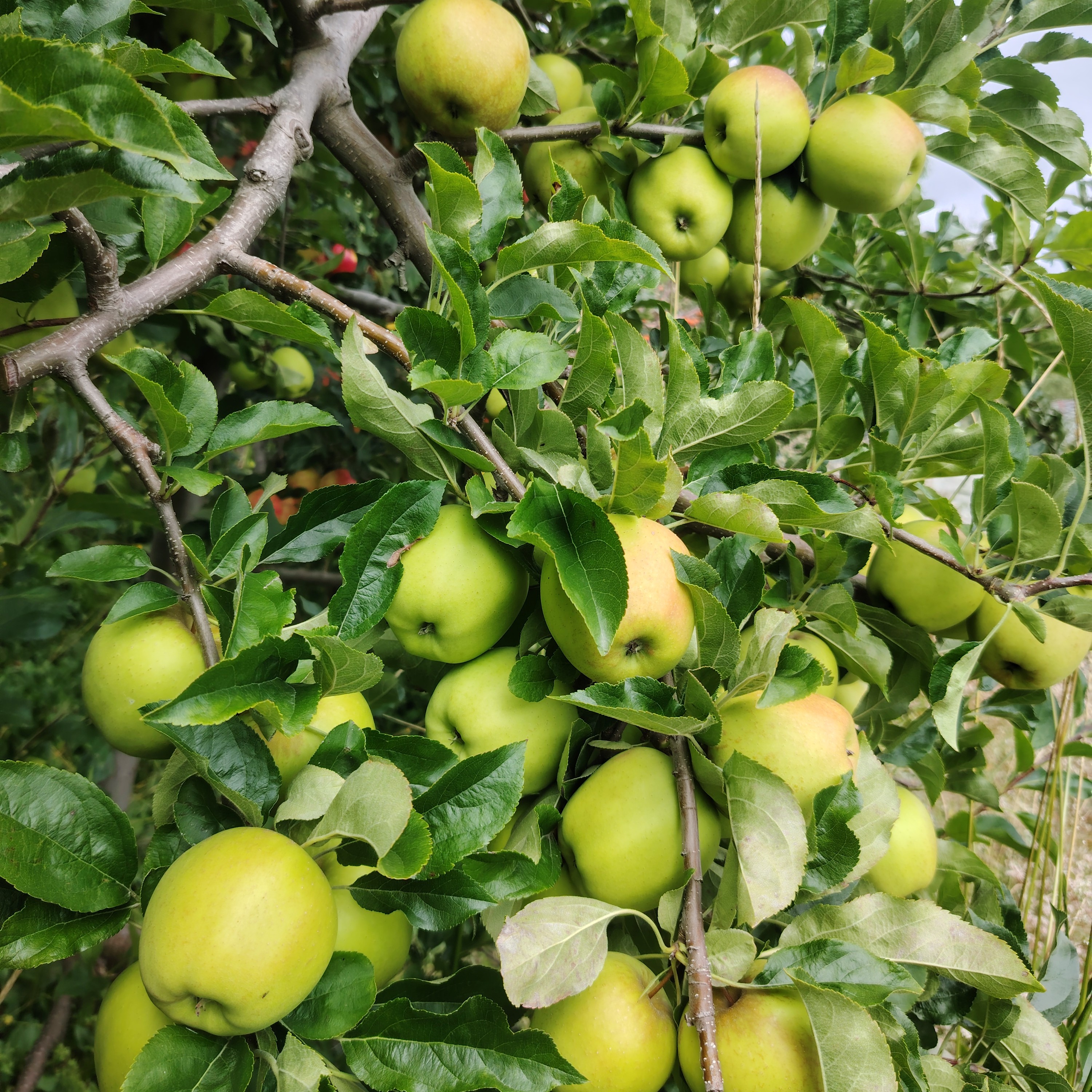 西藏林芝，黄香蕉，苹果，新鲜现摘现发