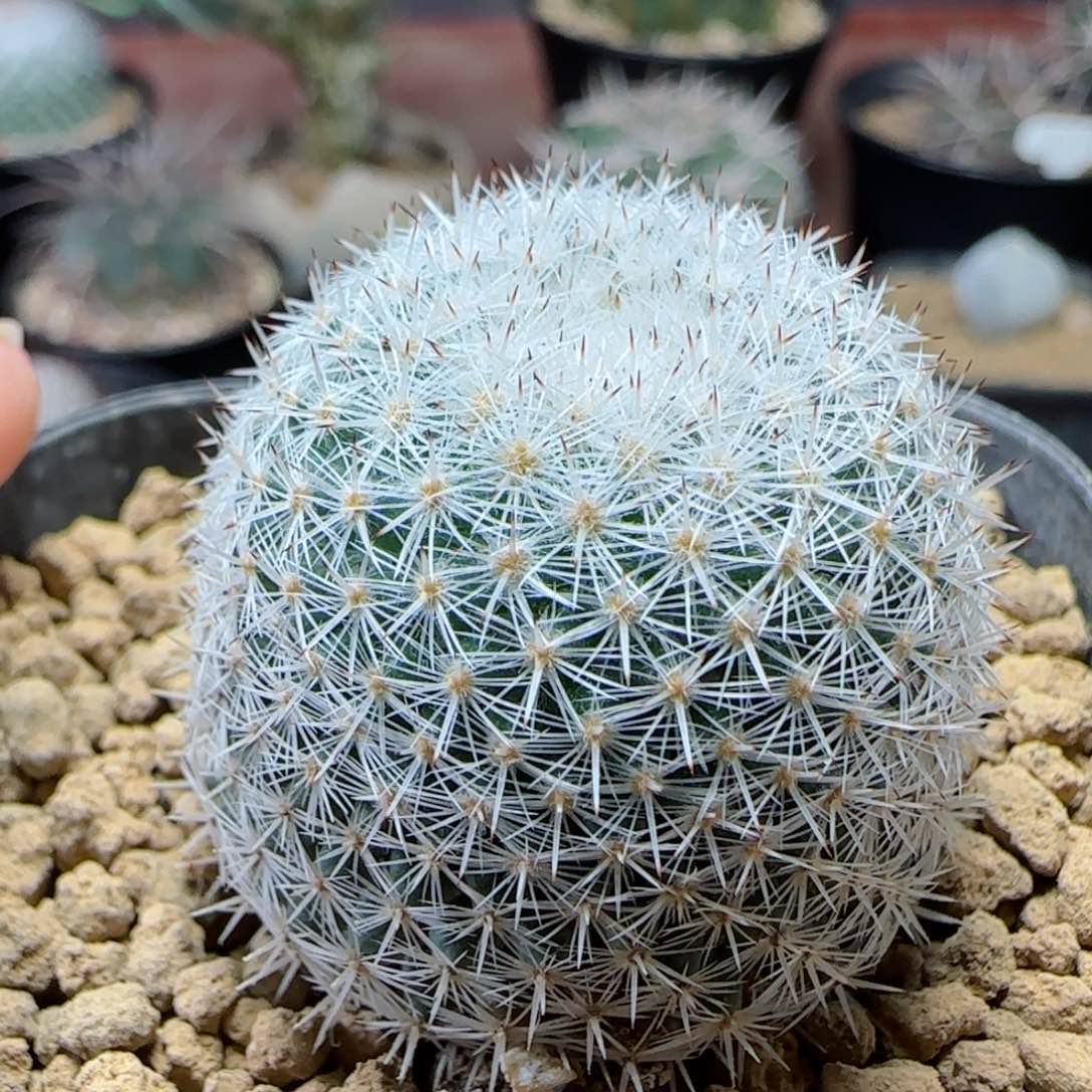 实生希望丸多肉0000