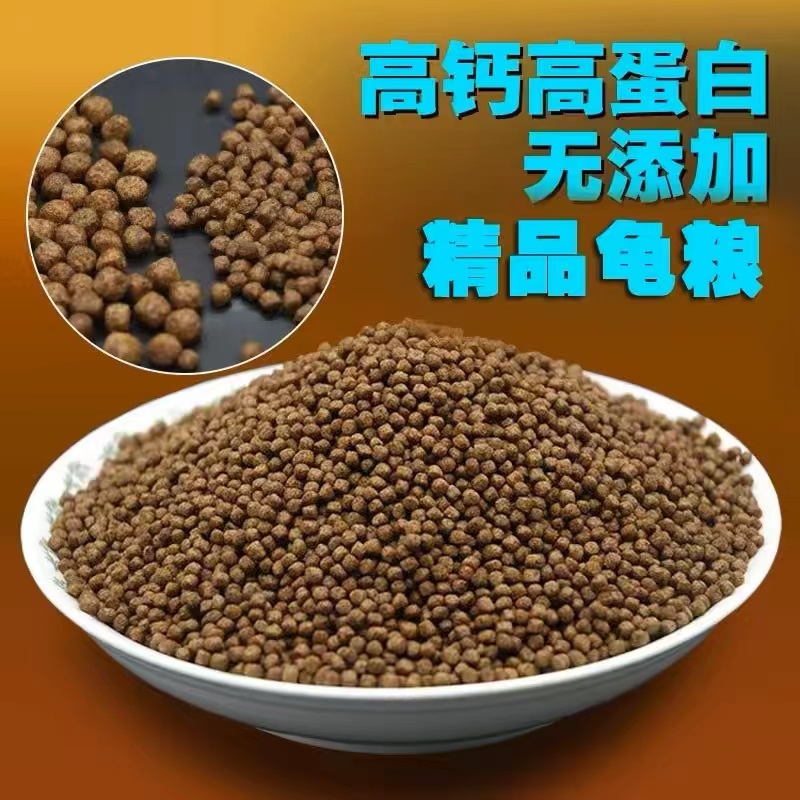 翅膀火焰龟一只