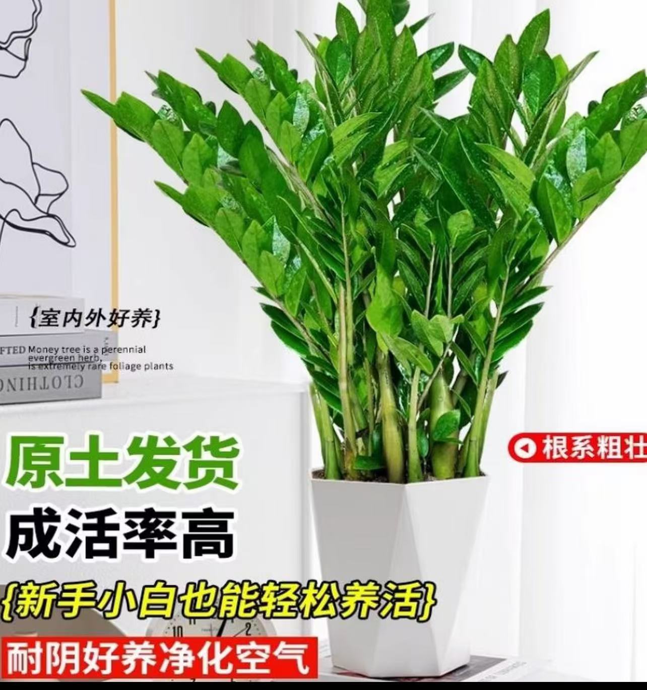 A级金钱树 室内落地绿植四季常青净化空气吸附甲醛好养易活