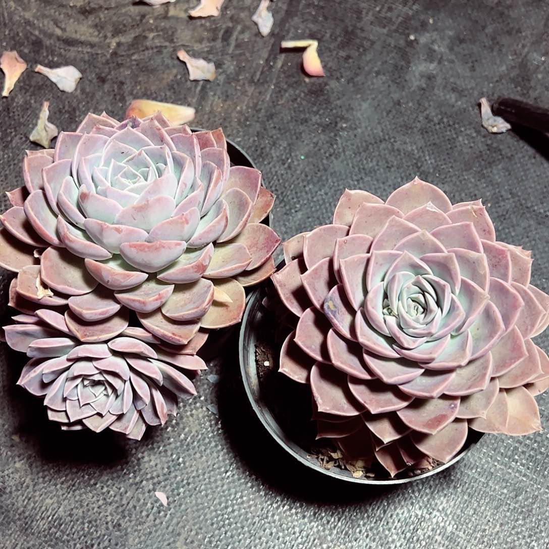 原始哈利单头两盆