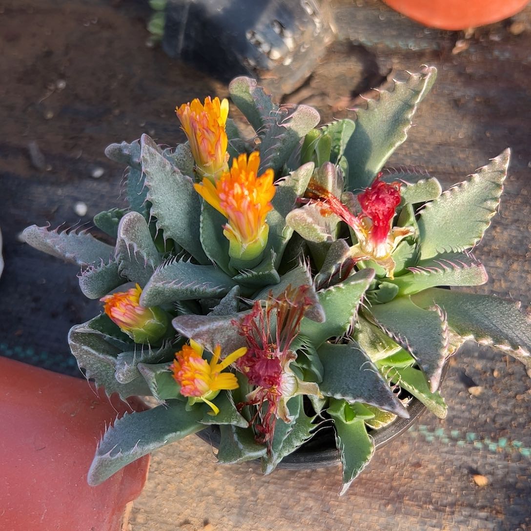 多肉植物怒涛开花