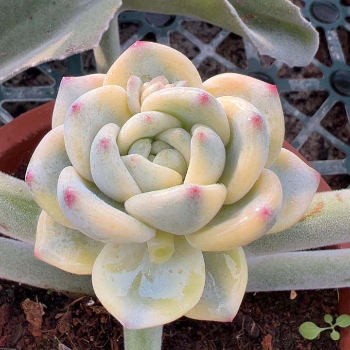 望舒锦一物一拍锦龙