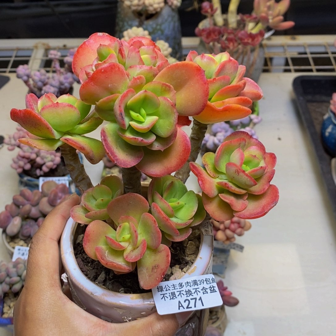 271红梅多肉肉9c m