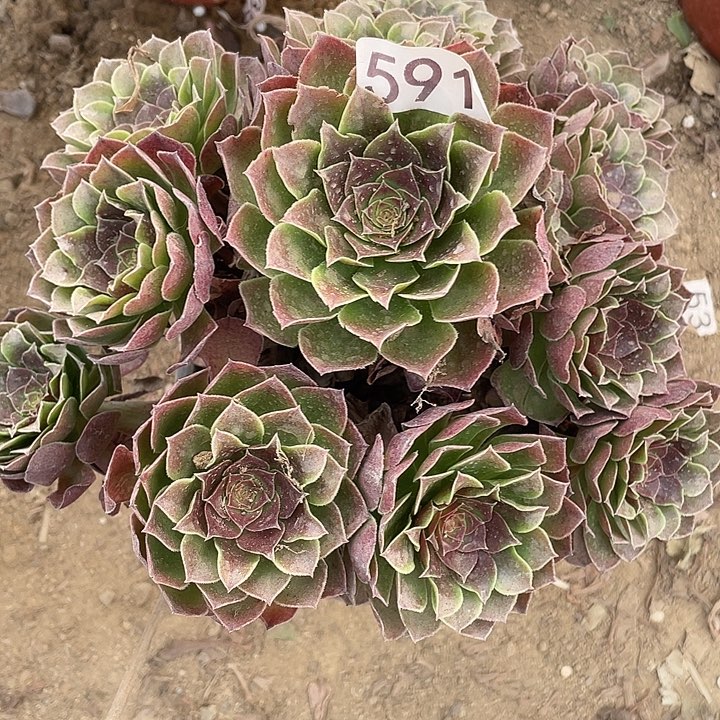 无花朵591黑膜多肉植物