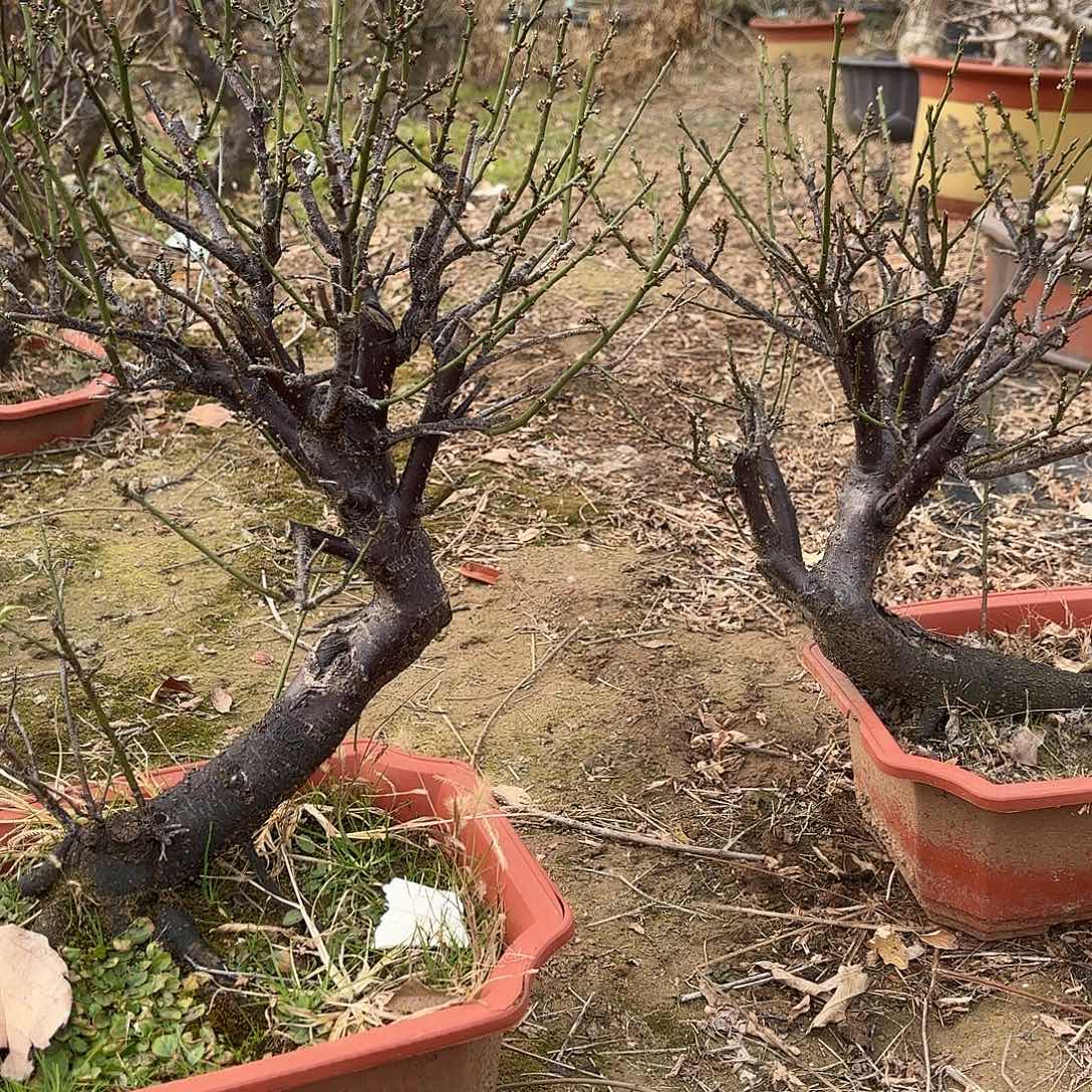 无花朵绿梅盆景造型独特别致