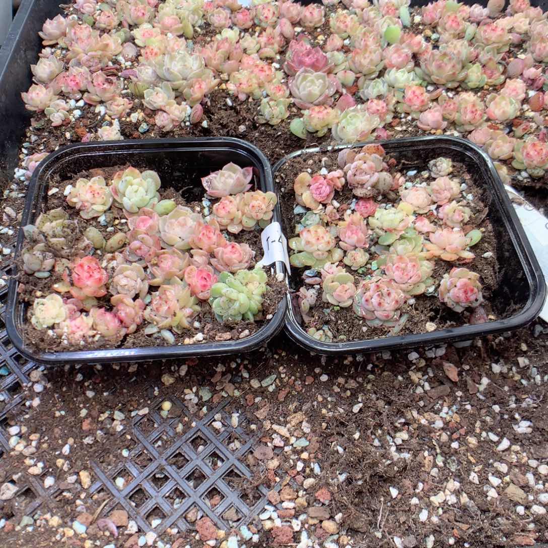 无花朵T44英语英语