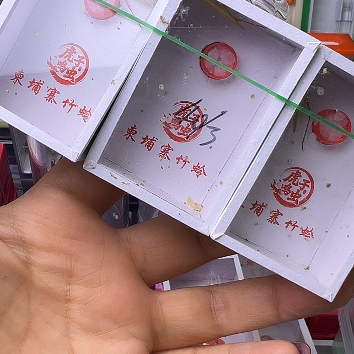 短须柬埔寨哈哈哈哈哈哈哈哈哈