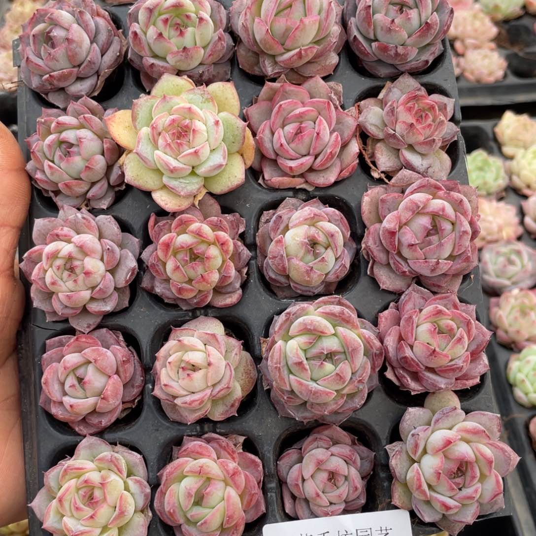 一物一拍20颗小苗9-224