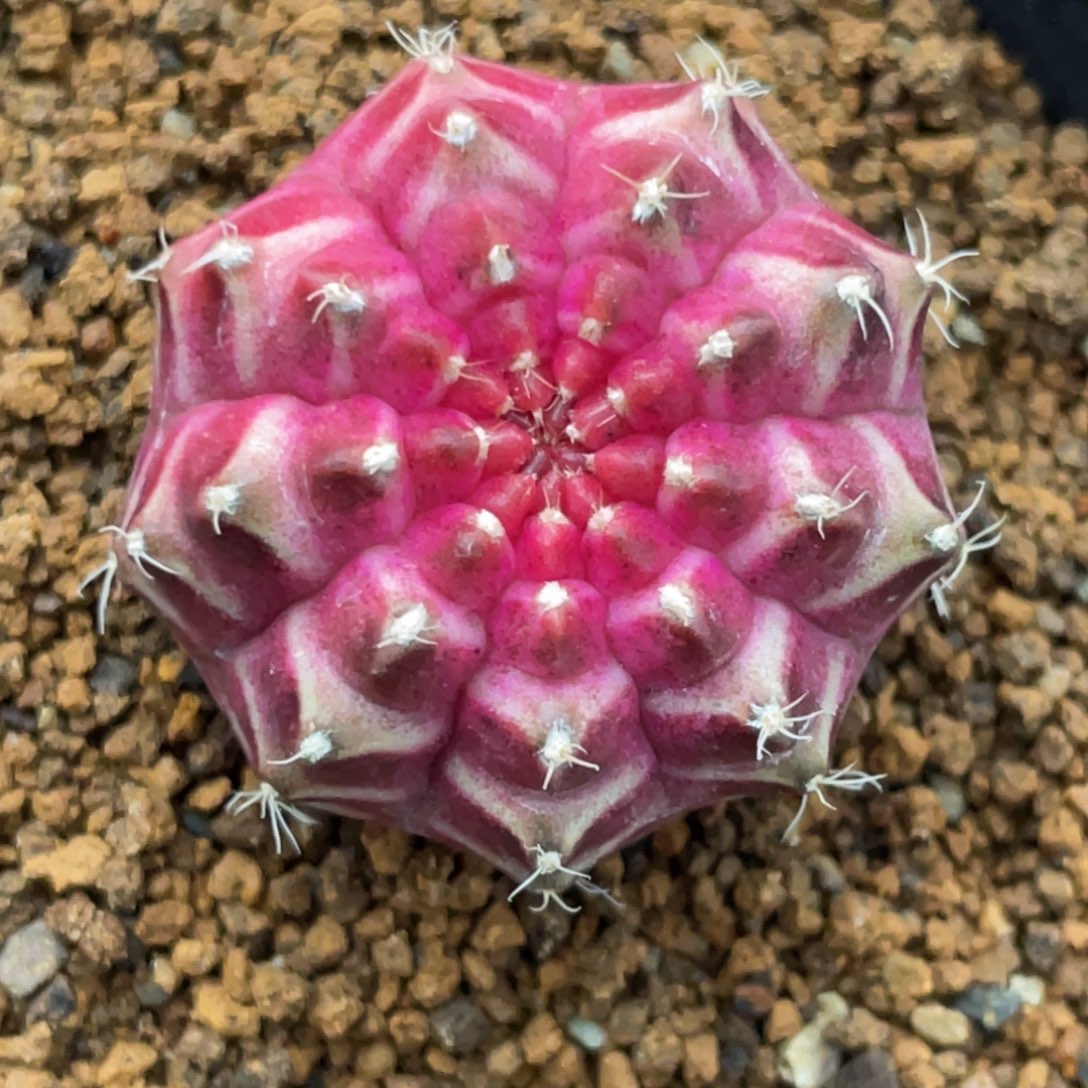 当前无花朵，栽培后可花朵紫红