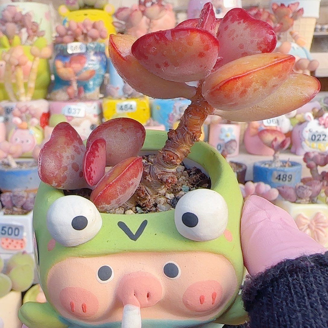 L 爱心水泡 盆口5cm