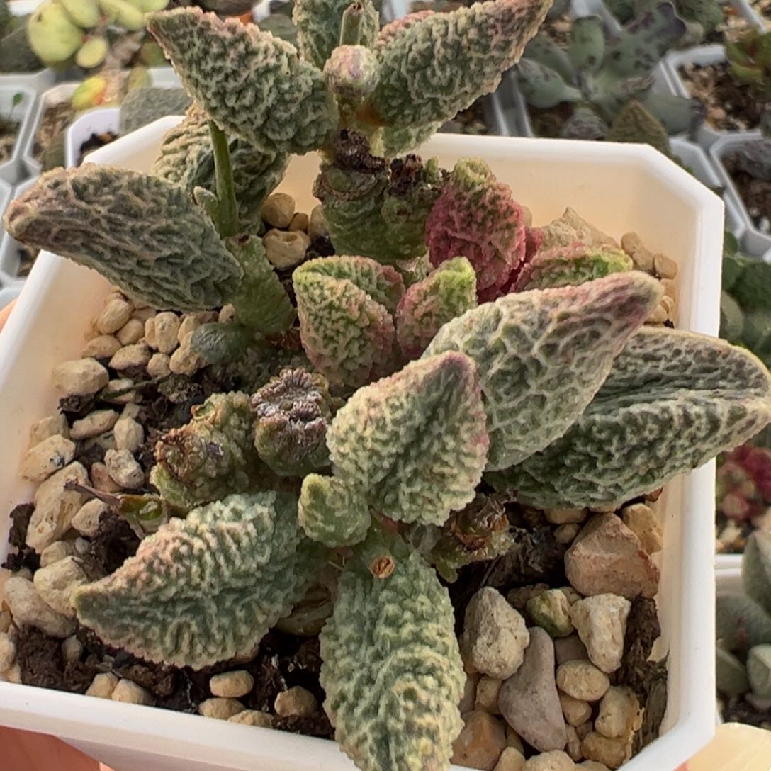 粉红冰激凌多头纯木质桩多肉植物