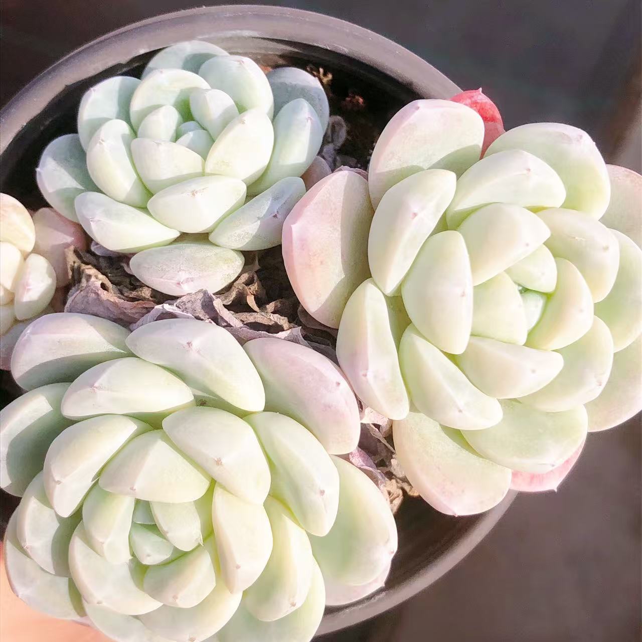 多肉植物   精品极致多头冰玉一颗（尺寸8-9左右）满28包邮除偏远