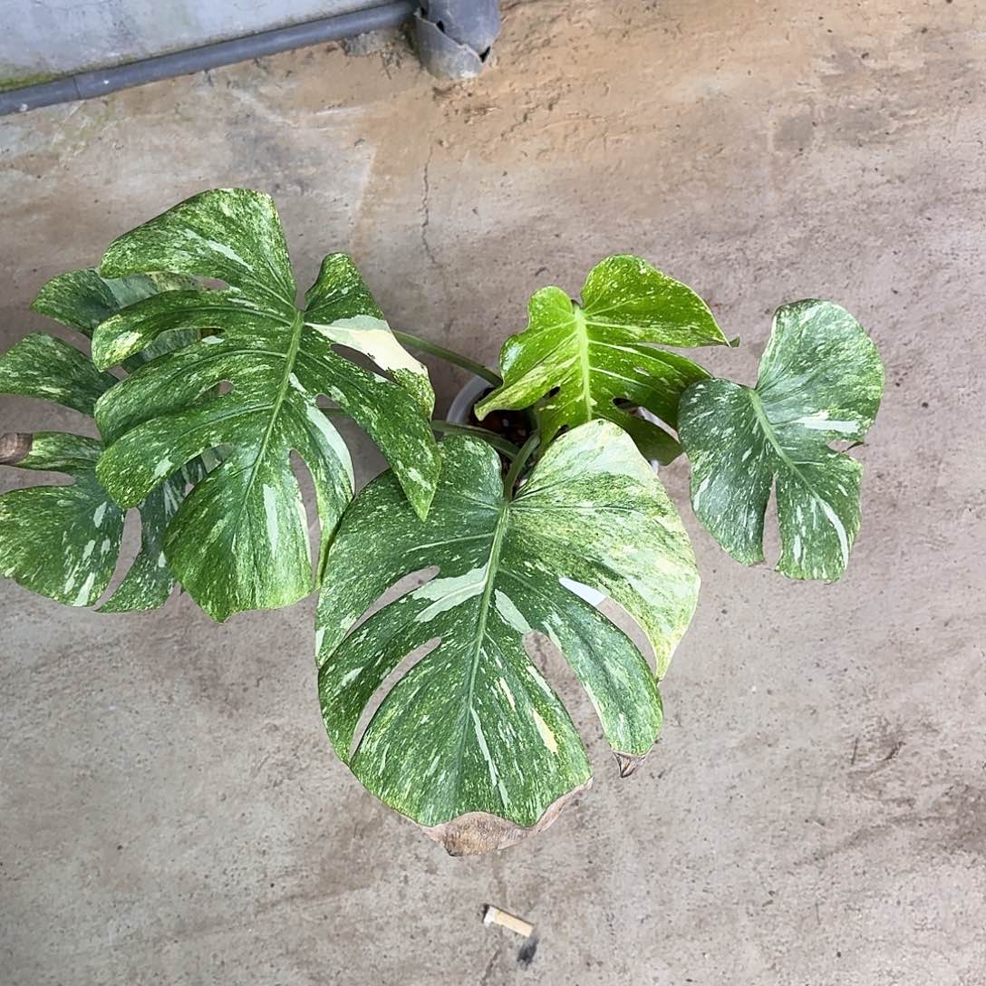 知***。不开花植物绿雪顶芽p6