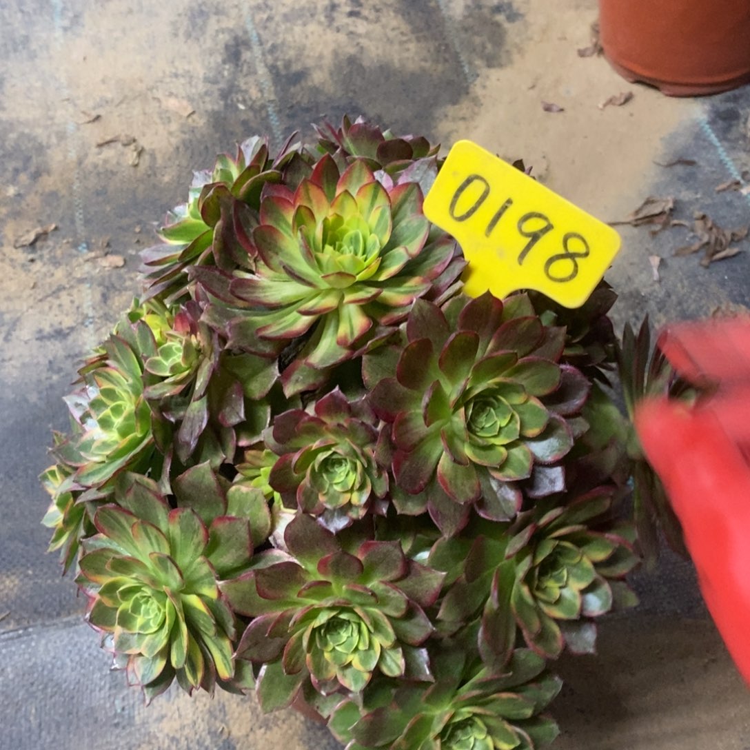 0198万圣节黄锦一物拍