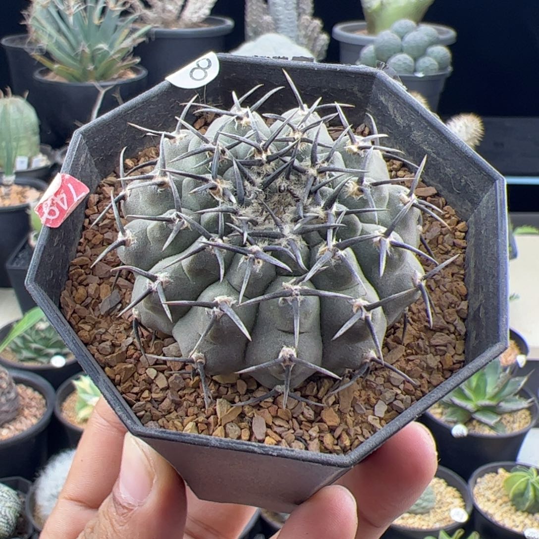 黑刺凤头5一物一拍