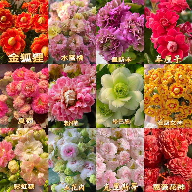 长寿花小苗12个品种包对版