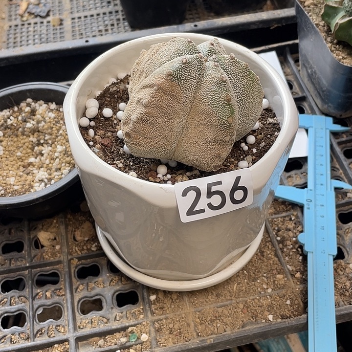 仙人球256号球草球