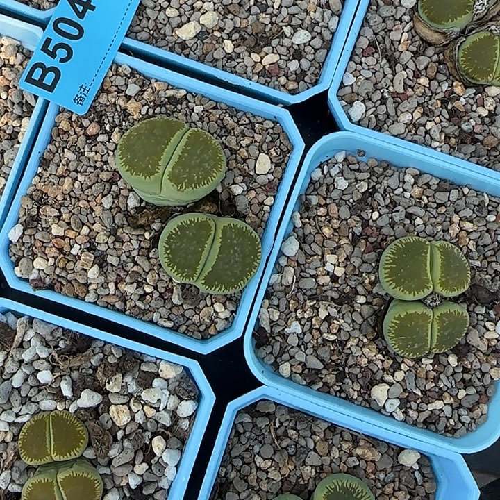 幸***儿绿光阳双十一活动价格