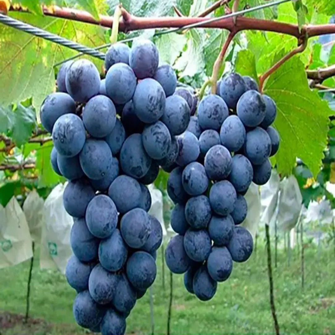 夏黑葡萄树现挖现发拍错价格随机发货以发货不支持全额退款
