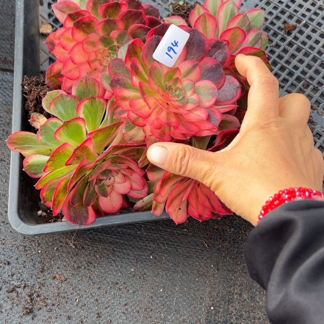 郭***芬194黑魔锦筐5颗多肉多肉