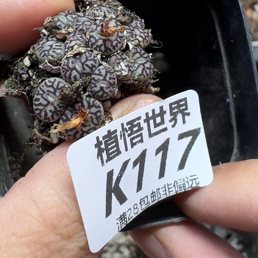 多肉植物的润泽fgg