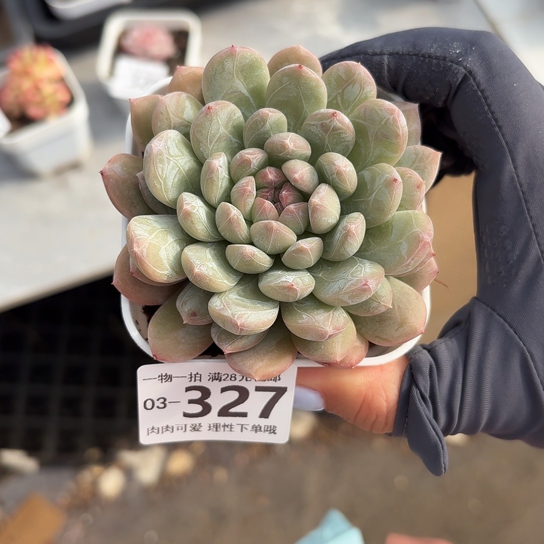 百达翡翠无盆土发货