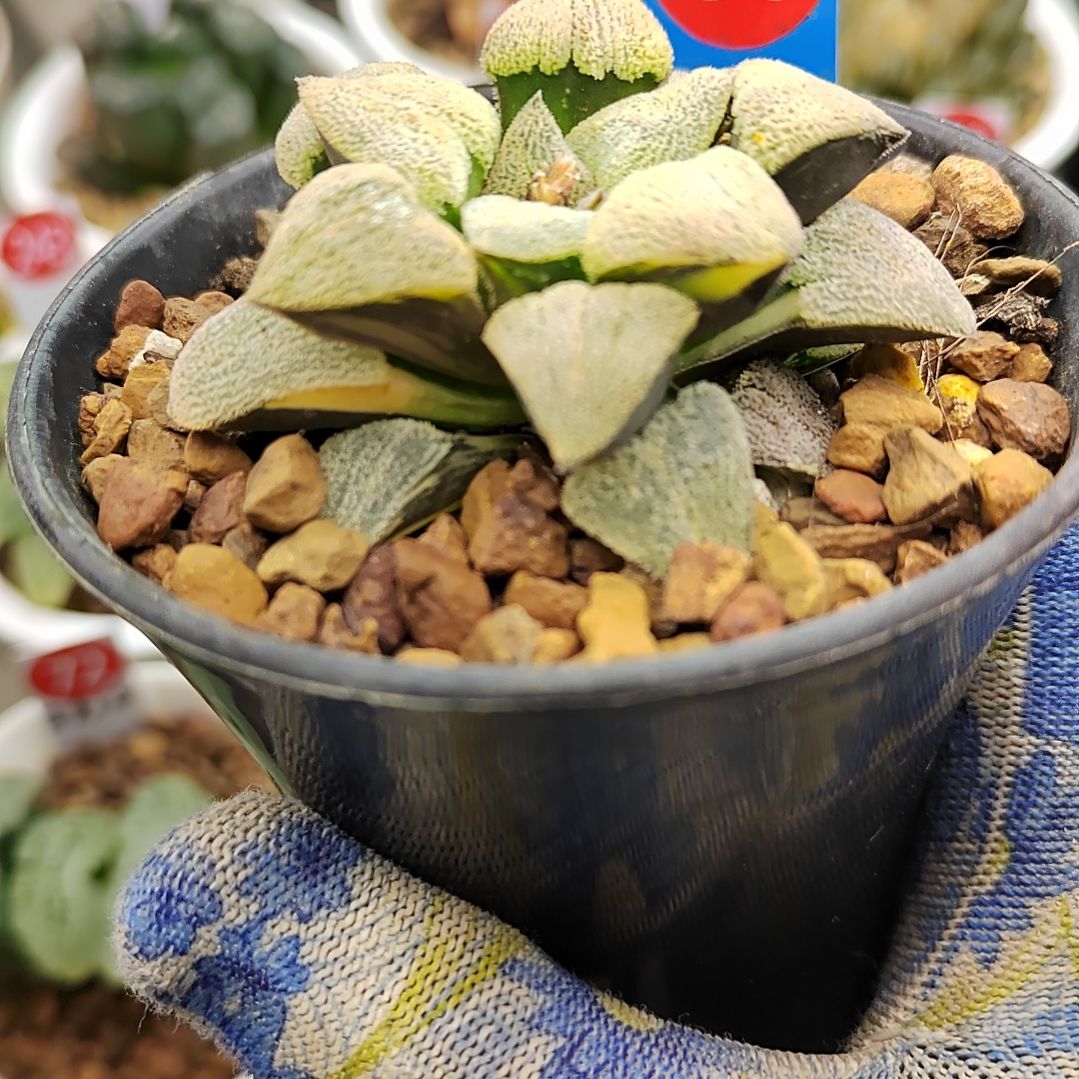 31号萩原磨面锦 6厘米左右一物一拍带盆